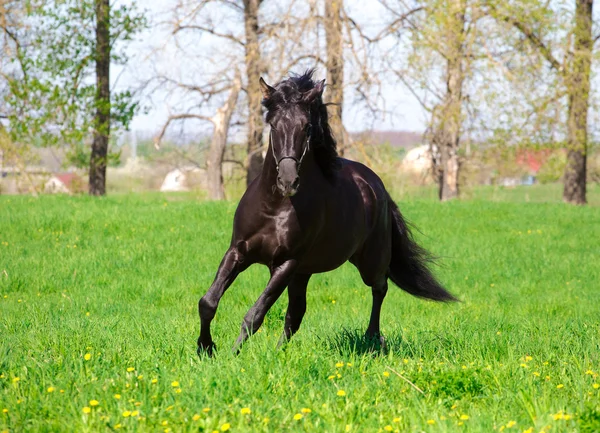 Caballo — Foto de Stock