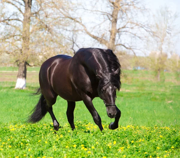 Caballo — Foto de Stock