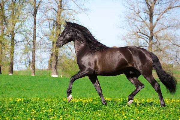 Cavalo andaluz — Fotografia de Stock