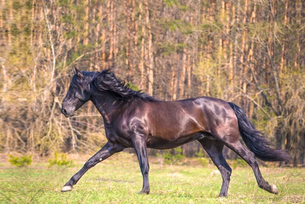 Caballo — Foto de Stock