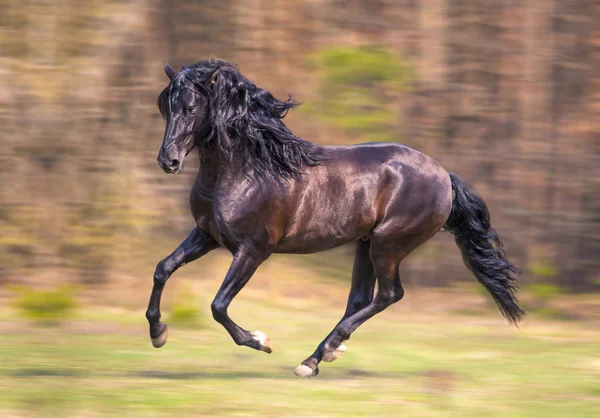 Cavalo — Fotografia de Stock