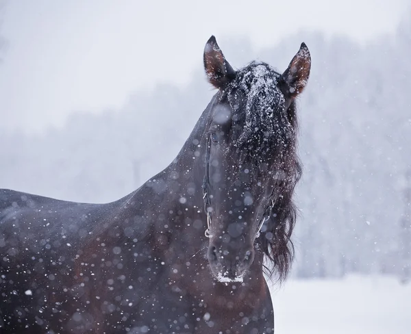 Horse — Stock Photo, Image