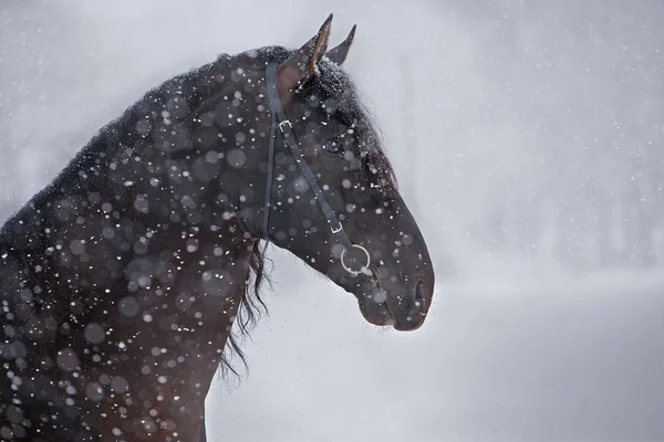 Horse — Stock Photo, Image