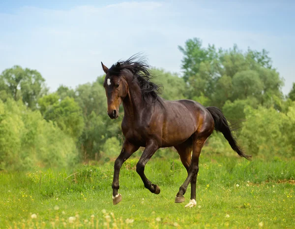 Cavalo — Fotografia de Stock