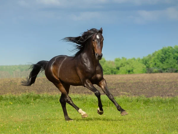 Cavalo — Fotografia de Stock