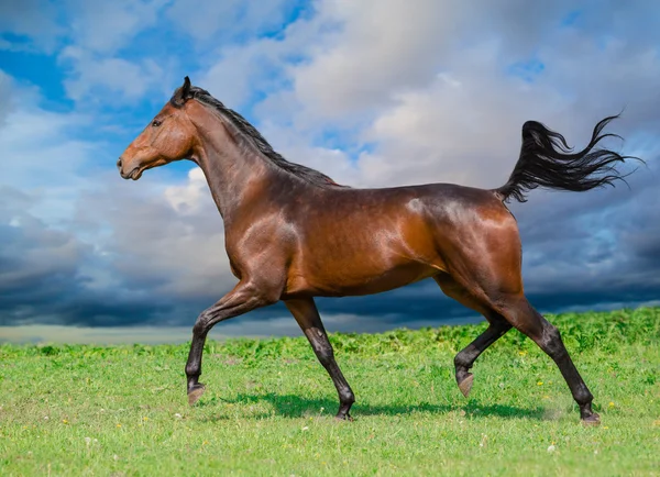 Caballo — Foto de Stock