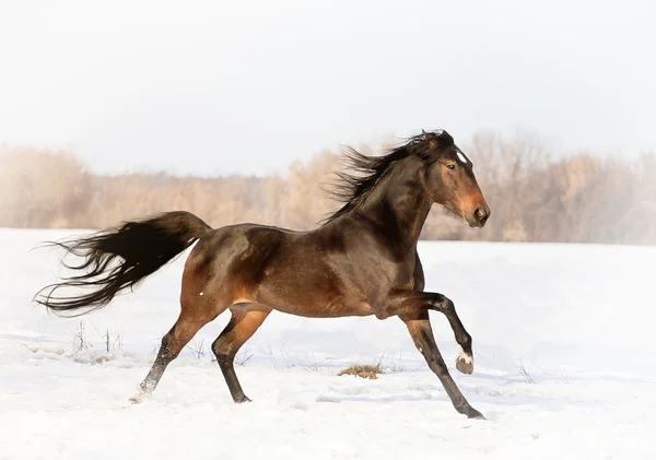 Лошадь — стоковое фото