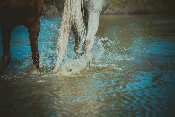 Horse — Stock Photo, Image