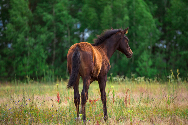 foal