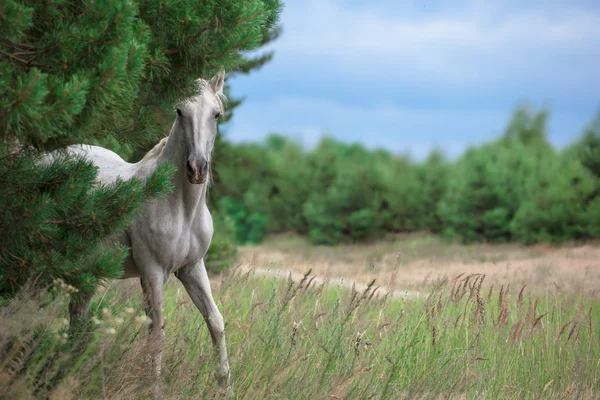 Cavallo bianco — Foto Stock