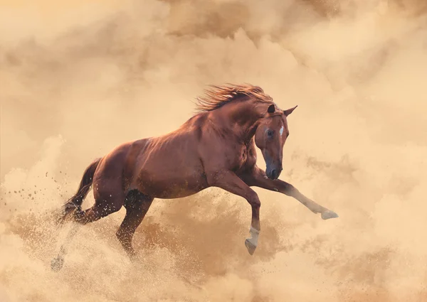 Caballo — Foto de Stock