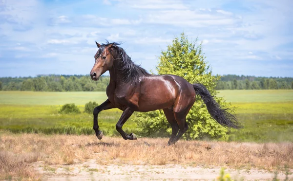 Paard — Stockfoto