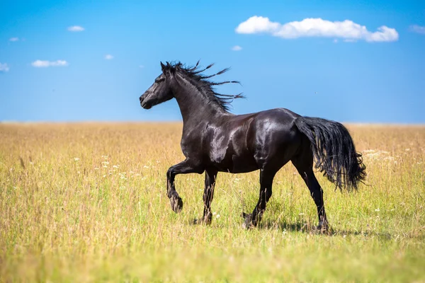 Cavalo — Fotografia de Stock