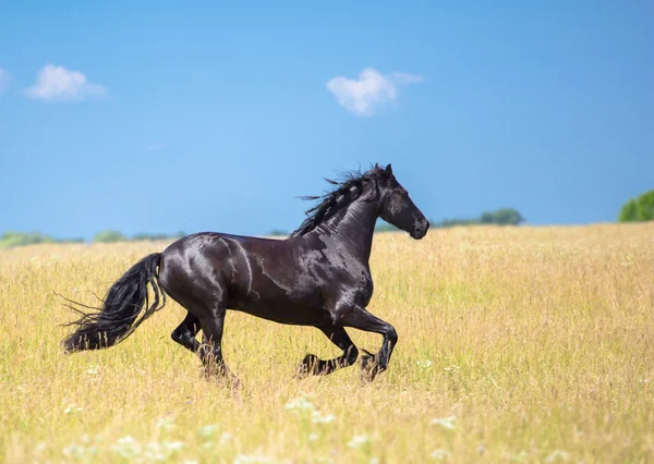 Paard — Stockfoto