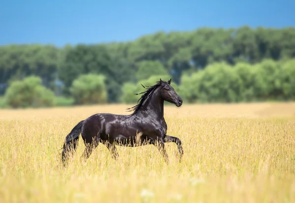 Caballo — Foto de Stock