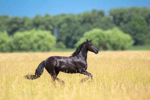 Häst — Stockfoto