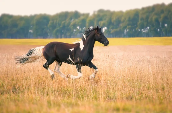 Кінь Barok Пінто — стокове фото