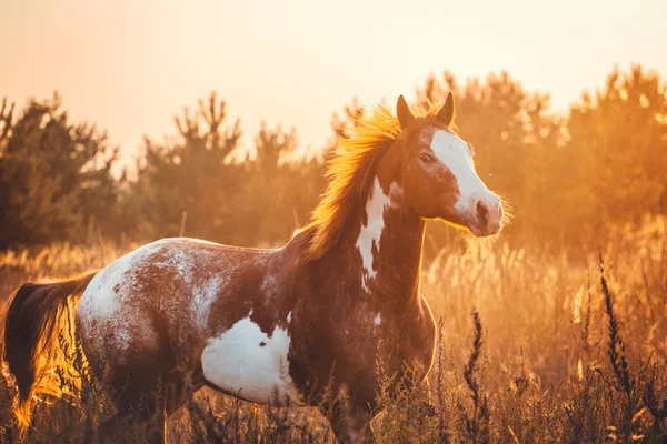 Horse — Stock Photo, Image