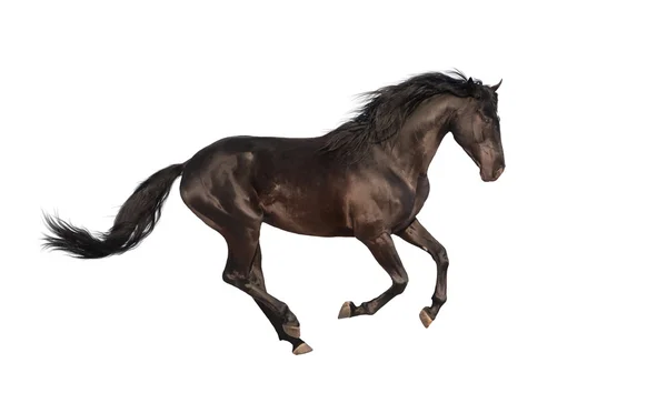 Isoleren van het zwarte paard uitgevoerd — Stockfoto