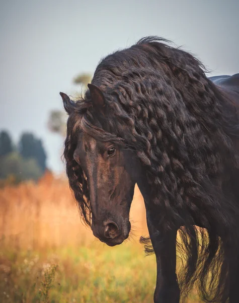 Cavallo frisone nero — Foto Stock