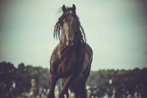 Zwarte Friese paard — Stockfoto