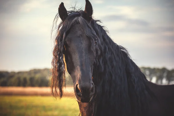 Preto cavalo frísio — Fotografia de Stock