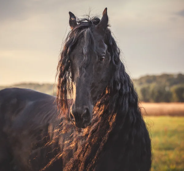 black Frisian horse