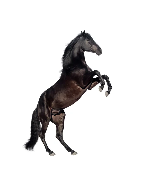 Uppfödda svart häst isolera — Stockfoto