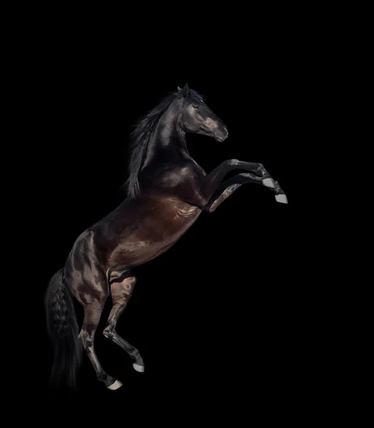 Schwarz aufgezogene Pferde isolieren — Stockfoto