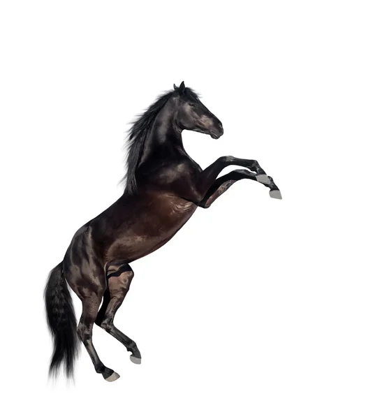 Чёрный поросший конь — стоковое фото