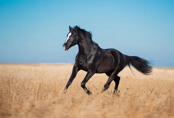 Cavalo preto correr através do campo amarelo com a grama alta em t — Fotografia de Stock