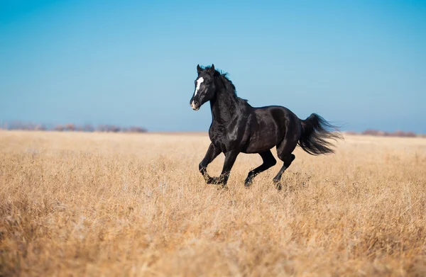 Black horse run across the yellow field with the tall grass on t — Stock Photo, Image