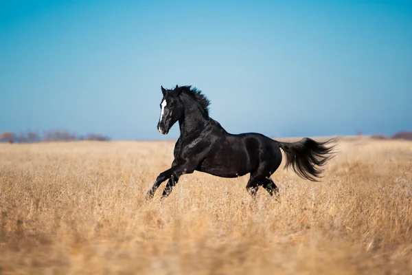 Cavalo preto correr através do campo amarelo com a grama alta em t — Fotografia de Stock