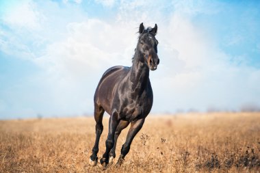 Uzun otların sarı alanıyla rastlamak koyu kahverengi at