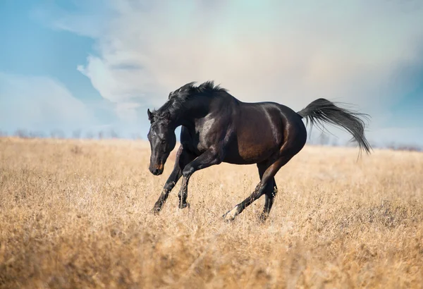 Cavalo marrom escuro correr através do campo amarelo com a grama alta — Fotografia de Stock