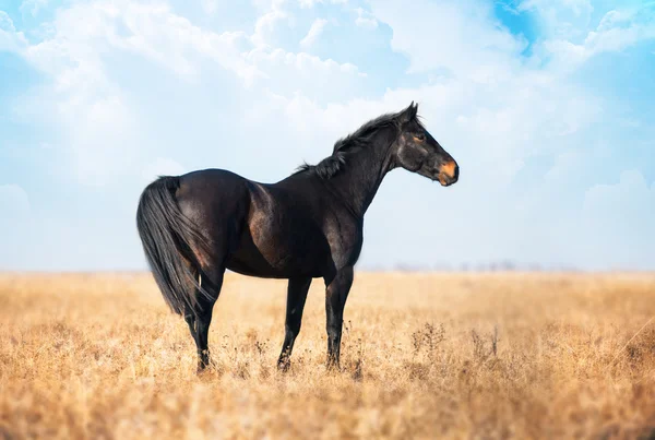 어두운 갈색 말에 키 큰 잔디와 노란 분야에 있어 — 스톡 사진