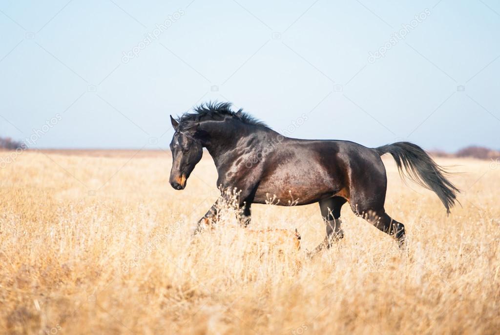 Dark brown horse run across the yellow field with the tall grass