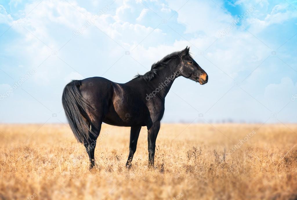 Dark brown horse stay on the yellow field with the tall grass on