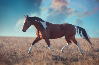 Kırmızı boynuz at çalıştırmak