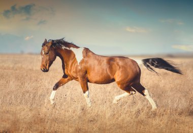 Kırmızı boynuz at çalıştırmak