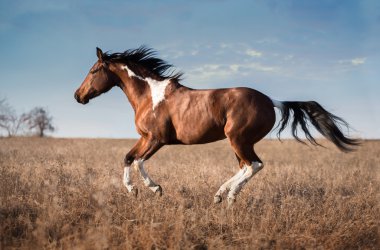 Kırmızı boynuz at çalıştırmak