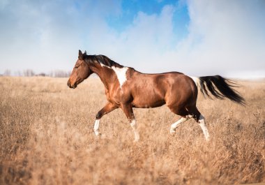 red piebald horse run  clipart