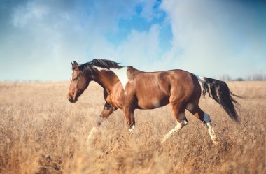 Kırmızı boynuz at çalıştırmak