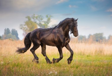Frizce at çalıştırmak