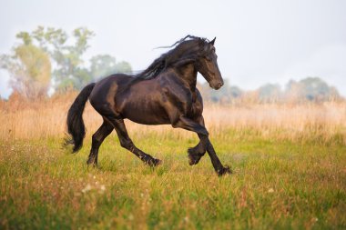 Frisian horse run clipart