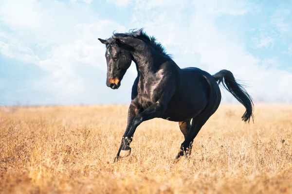 Темно-коричневая лошадь бежит по желтому полю с высокой травой — стоковое фото