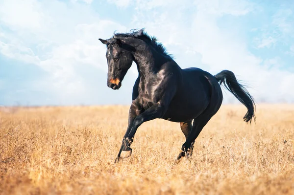 Cavalo marrom escuro correr através do campo amarelo com a grama alta — Fotografia de Stock