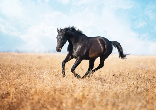 Cavalo marrom escuro correr através do campo amarelo com a grama alta — Fotografia de Stock