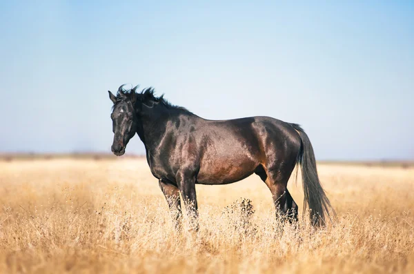 어두운 갈색 말에 키 큰 잔디와 노란 분야에 있어 — 스톡 사진
