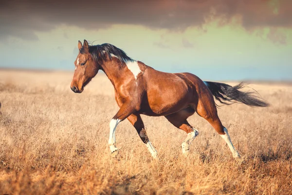 Kırmızı boynuz at çalıştırmak 